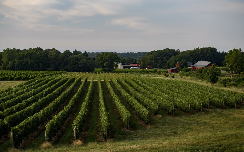The grape field of a Lake Erie winery