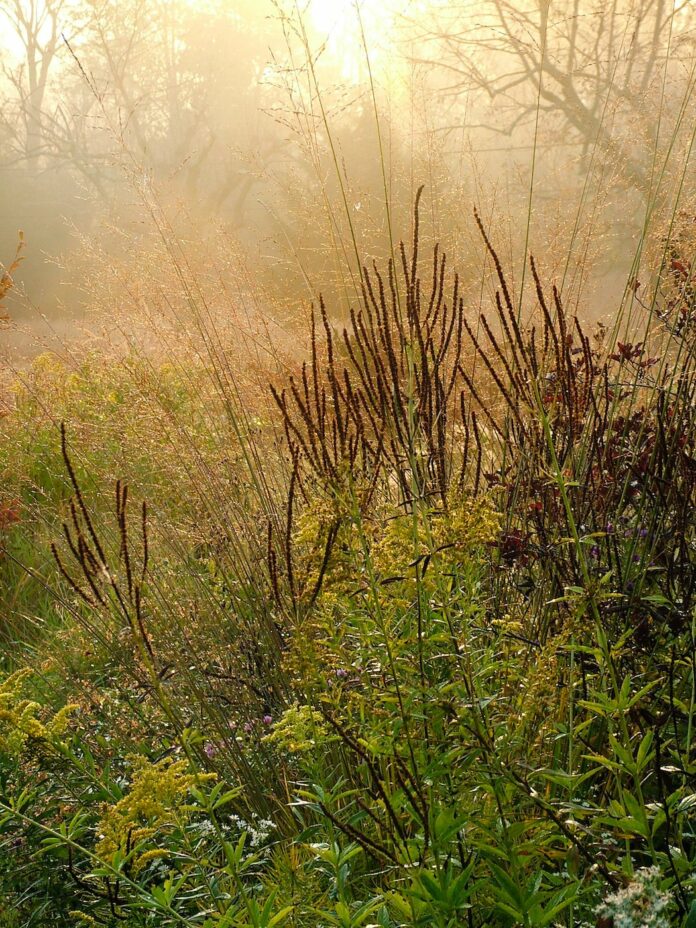 Vertical image of dark perennial seedheads, great for fall gardening, and grasses with hazy morning light and sunbeams at sunrise