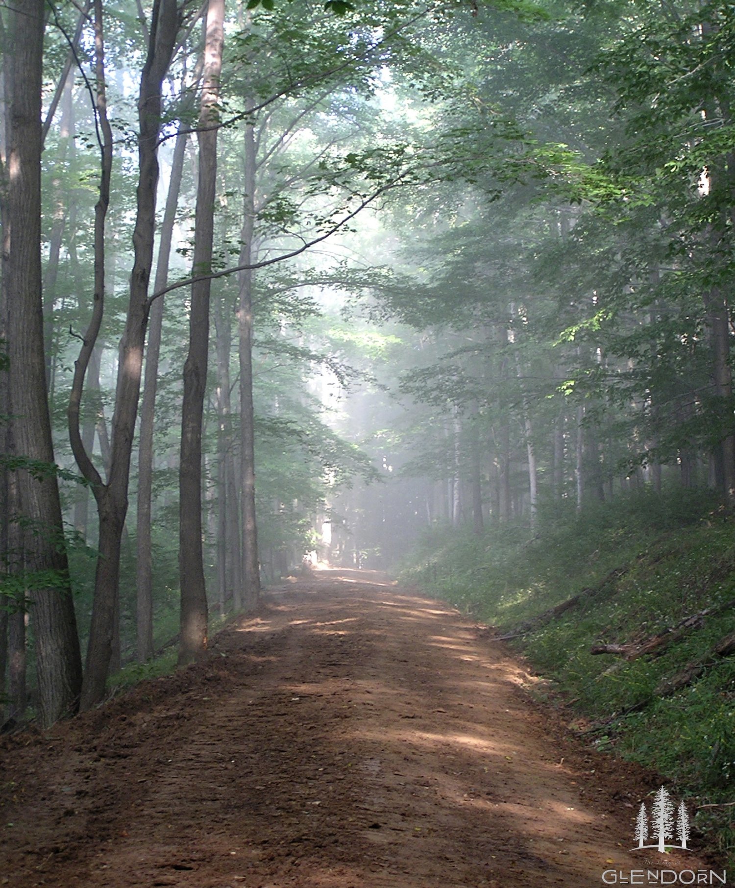 Fog and sunlights peaks through tall trees in Glendorn's forest. 