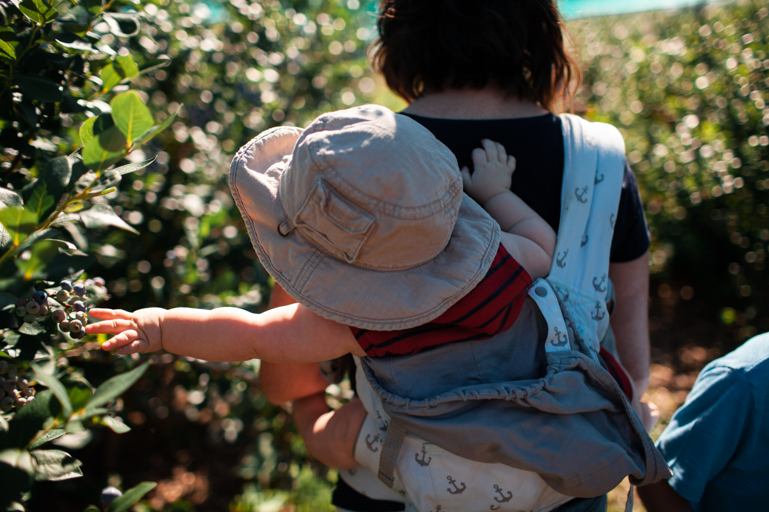 A baby wearing a wide-brim hat and strapped to a woman's back reaches to the left to grab blueberries from a blueberry bush.