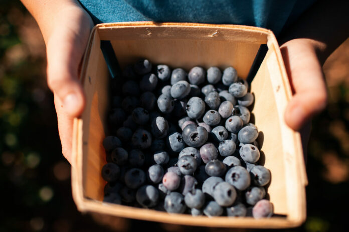 Two white hands hold locally sourced blueberries in a small wooden container.