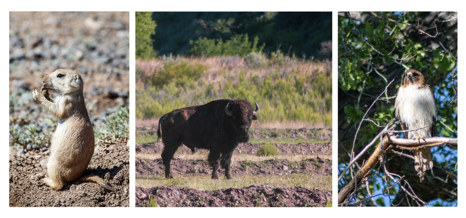 Wildlife observed at Ted Turner Reserves during a staycation.