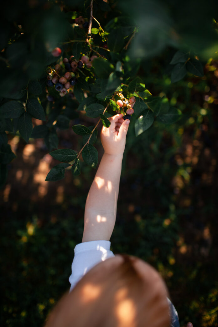 A child's arm reached upwards to pick blueberries from a bush. A perfect way to celebrate Earth Day.