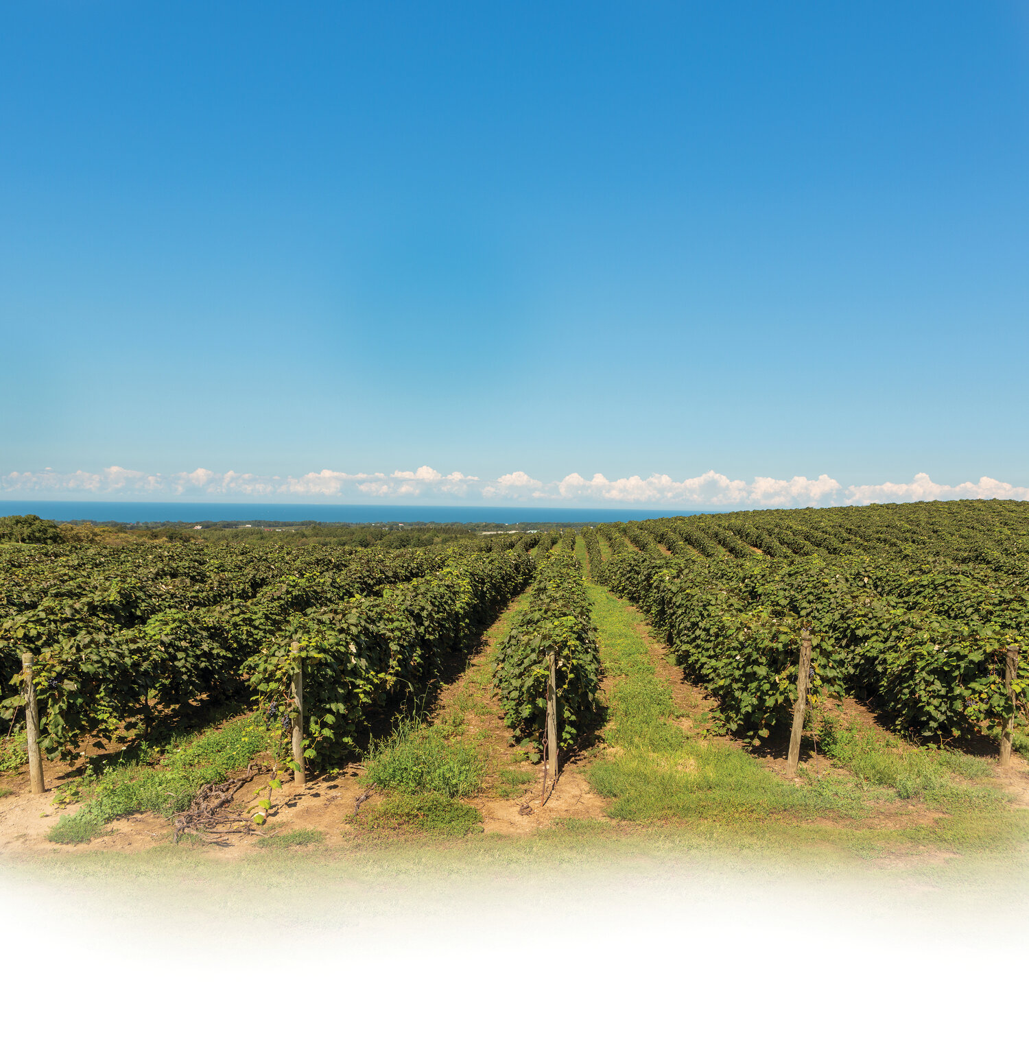 A peaceful scenery, blue skies overlooking the lush fields of Mazza Vineyards.