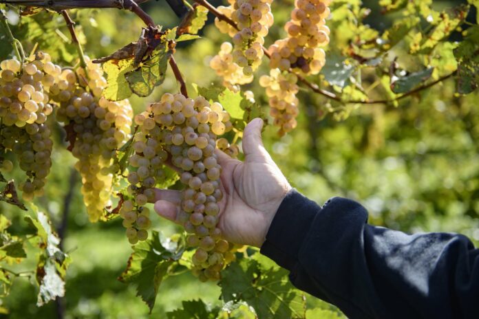The hand of a man wearing a blue jacket touching a bunch of white wine grapes on the vine