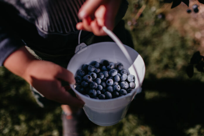 Two white hands hold locally sourced blueberries in a small metal pail from a pick your own blueberry farm in Pittsburgh.