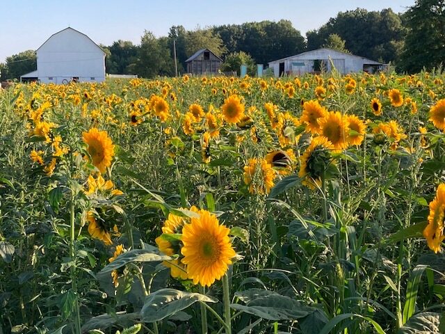 a field of sunflowers with white barn buildings in the background