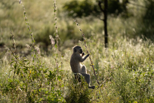 a small vervet monkey sits in tall grass
