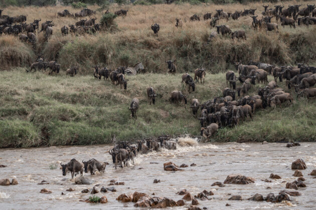 A pack of Wildebeests roam tall grass and water