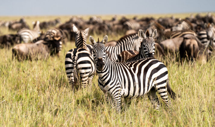 A pack of zebra, with two looking right at the camera