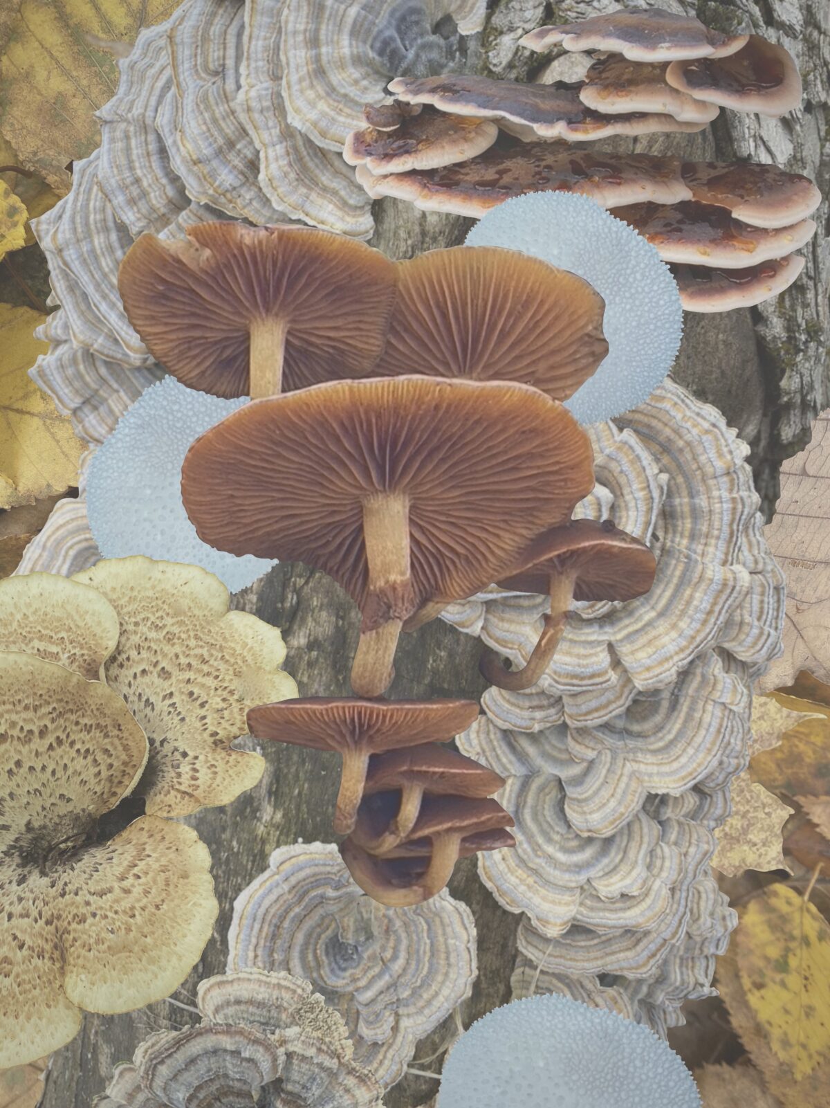 A mushroom collage with blooming open shrooms. Fall 2023 horoscopes