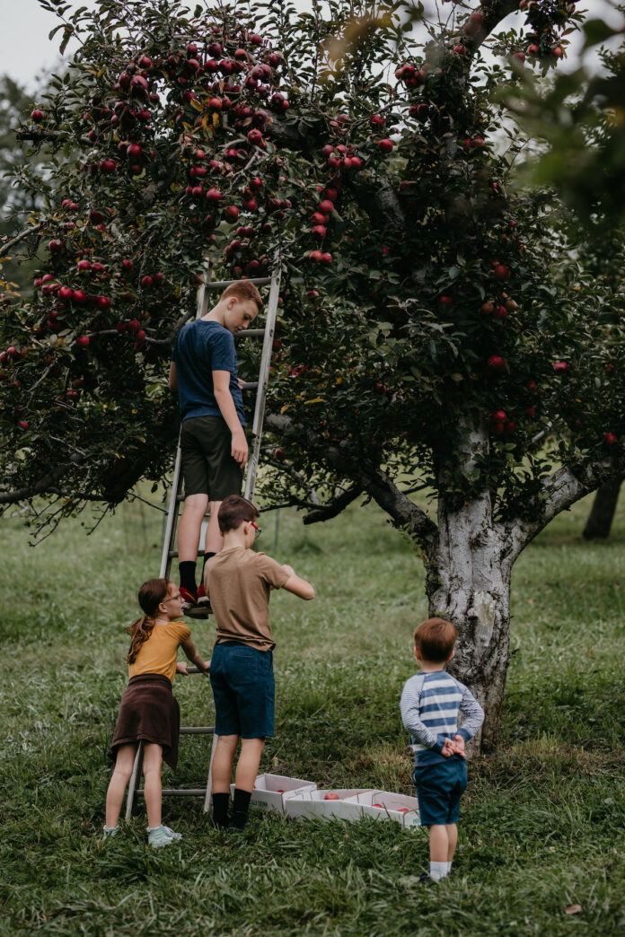 four kids work together to hold up a ladder and pick apples from a tree.