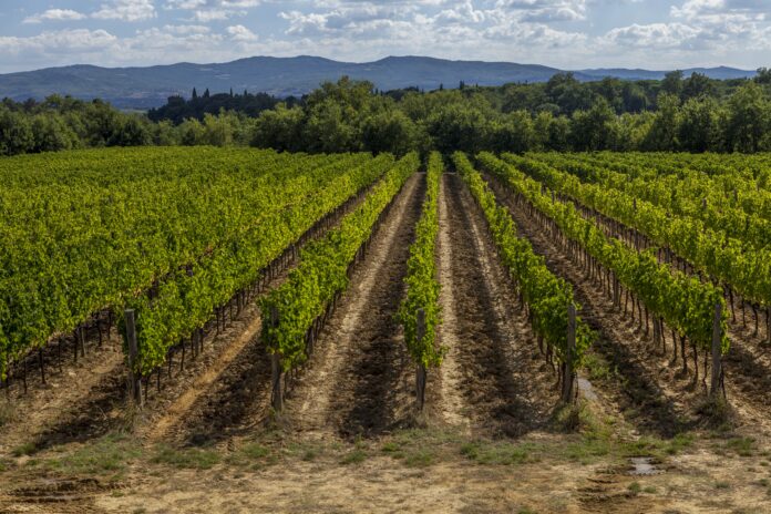 Rows of greens grab vines in a vineyard in il Borro Tuscany