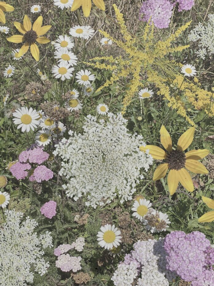 A collage of late summer wildflowers, New Moon in Virgo Horoscope. September horoscope