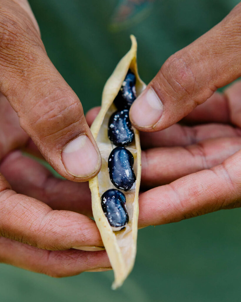 Beautifully glossy Iroquois beans still in the pod.