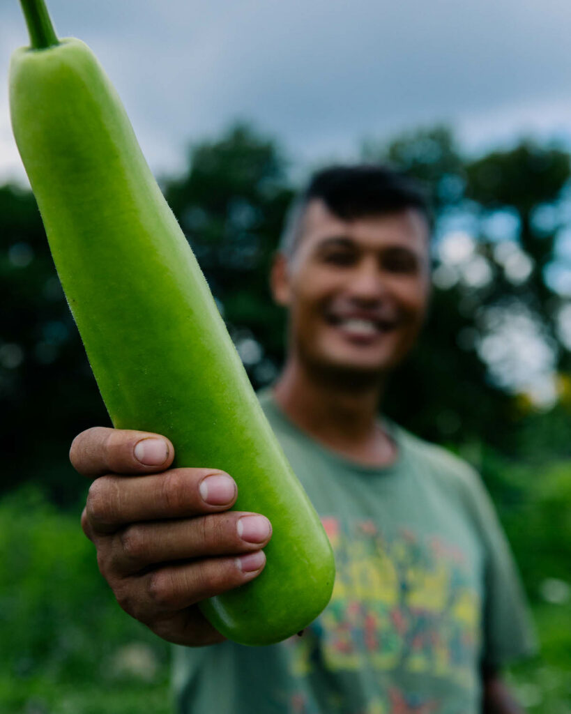 A bottle gourd, or upo in Tagalog from Amboy Urban Farm