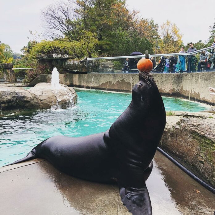 A sea lion with a pumpkin balanced on its nose.