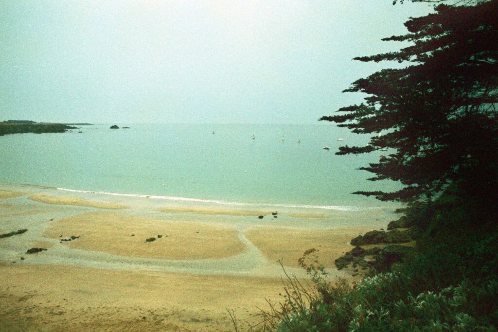 A photo of a coastline where the water resembles the color eau de nil and a tree pokes out from the right side.