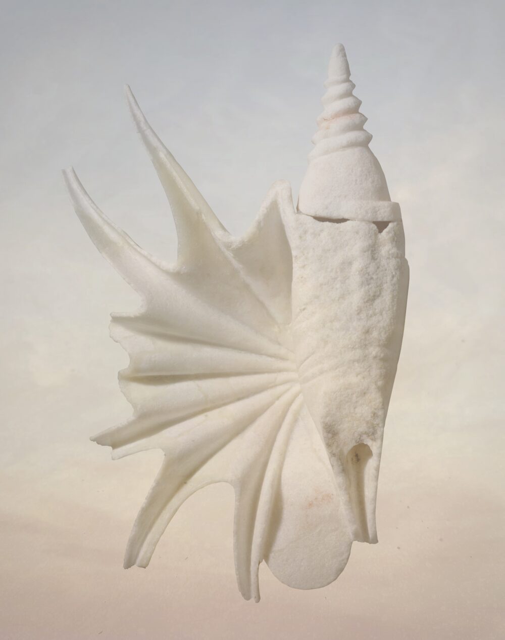 An illustration of an ancient shell drawn on a textured, cream background.