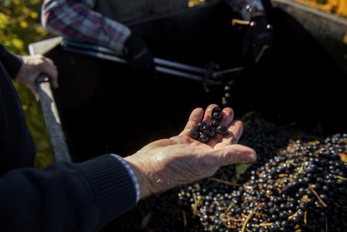 The right and of a man inspecting dark grapes for winemaking.