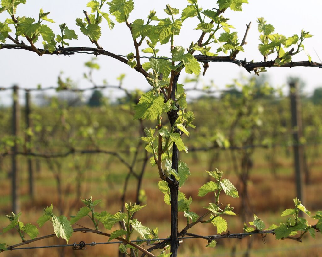 A grape vine that is just budding.