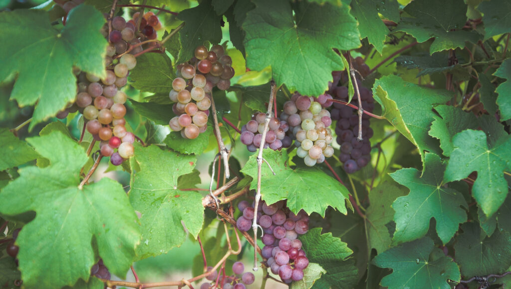 A close up picture of a grapevine with grapes in the process of ripening.