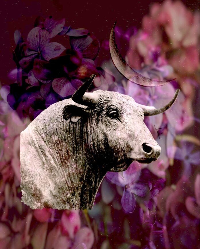 An image of a bull sits on top of a floral pink and purple background with a moon sliver in the picture to signify the Full Moon in Taurus April 2024.