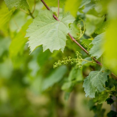 A close-up of a green grape leaf on a grapevine.