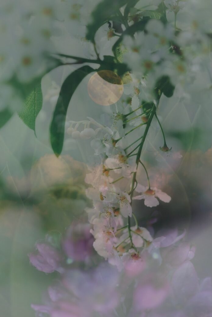 A May full moon in Sagittarius is blended behind a photo of small white flowers on a branch.
