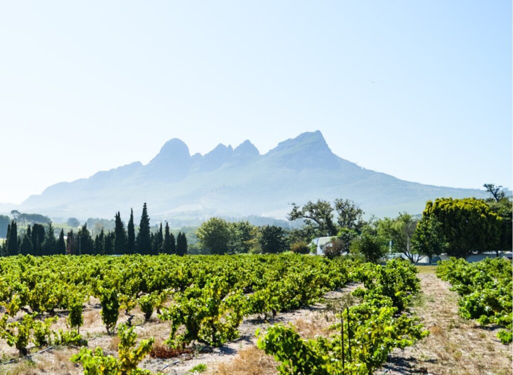 Ken Forrester sets a desert like vineyard landscape against a mountain range featuring clouds in the background.