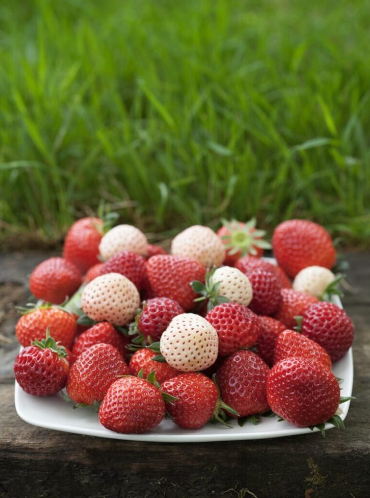 A white plate in front of a field of grass holds various strawberries in red and white color.