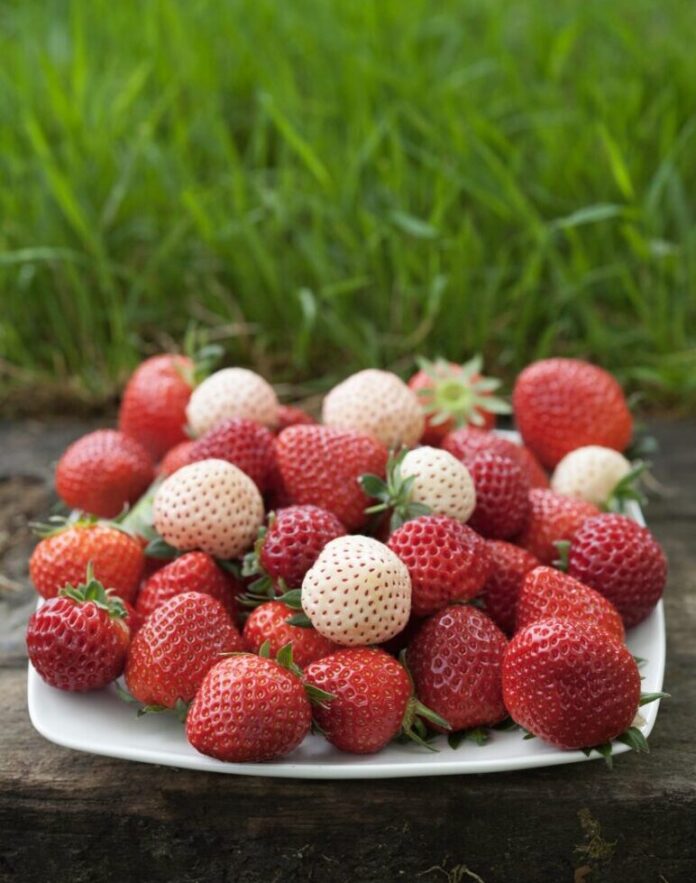 A white plate in front of a field of grass holds various strawberries in red and white color.