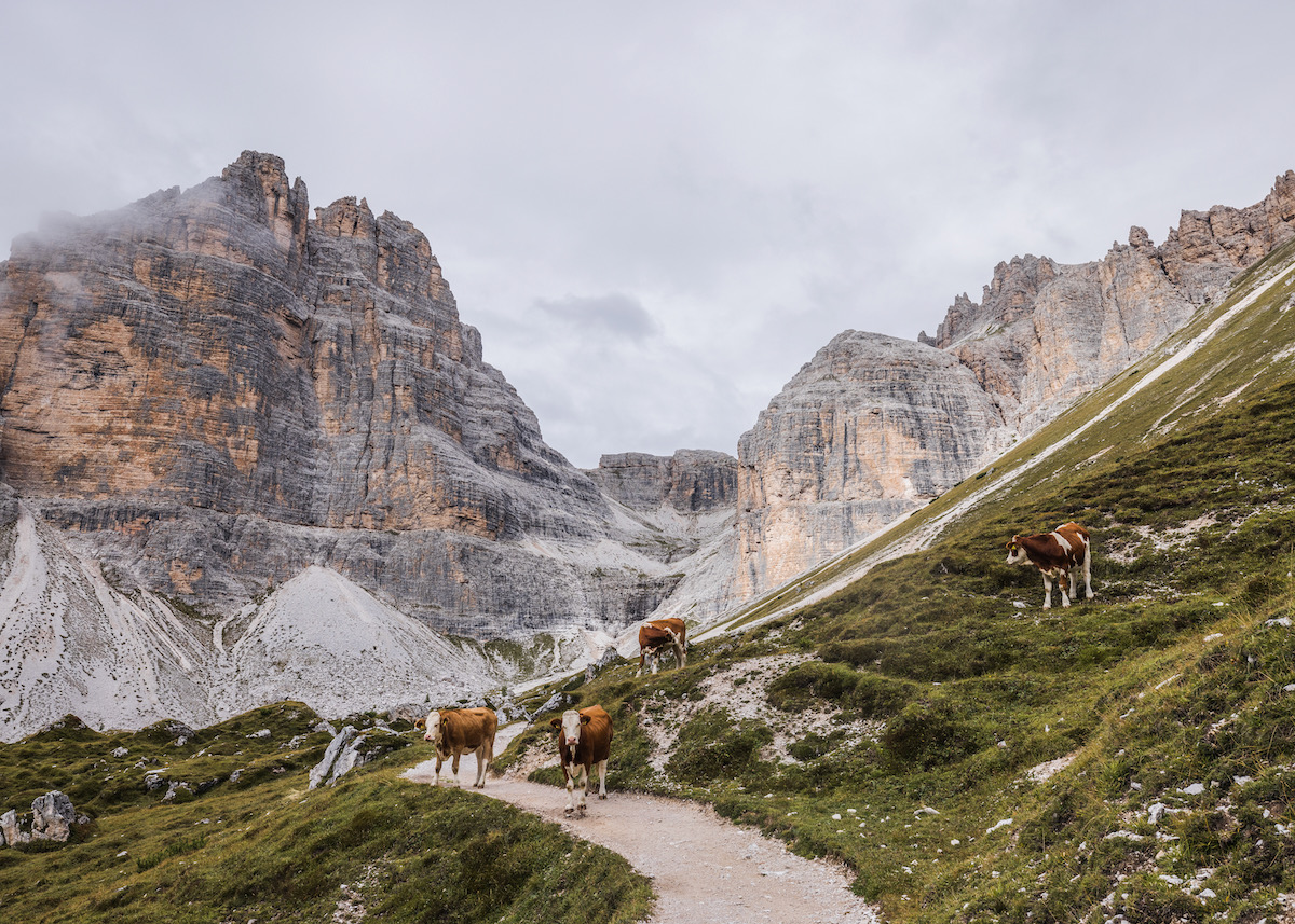 Cows on a hillside in the Dolomites