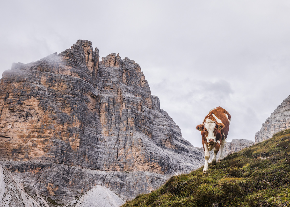 A brown and white cow crests a hillside on a cloudy day in the Dolomites