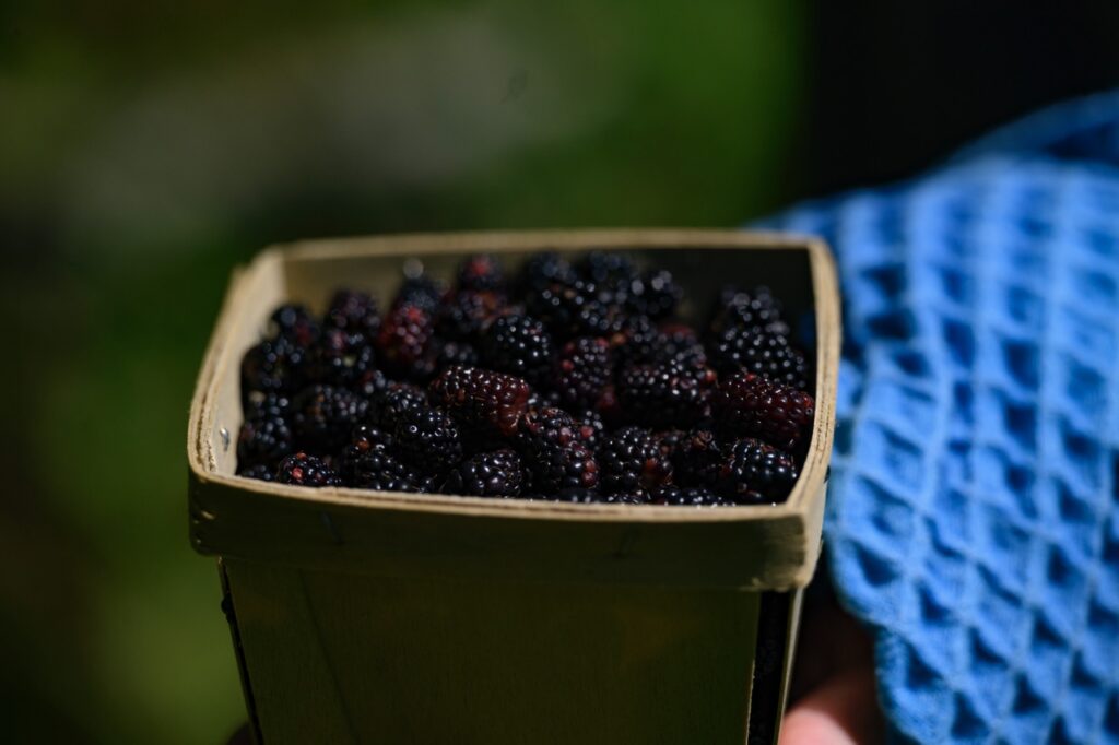 A person holds a small basket filled with fresh Blackberries.