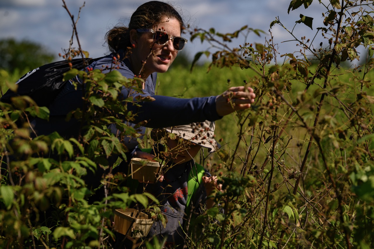 A woman in sunglasses picks blackberries from a branch at Glendorn.