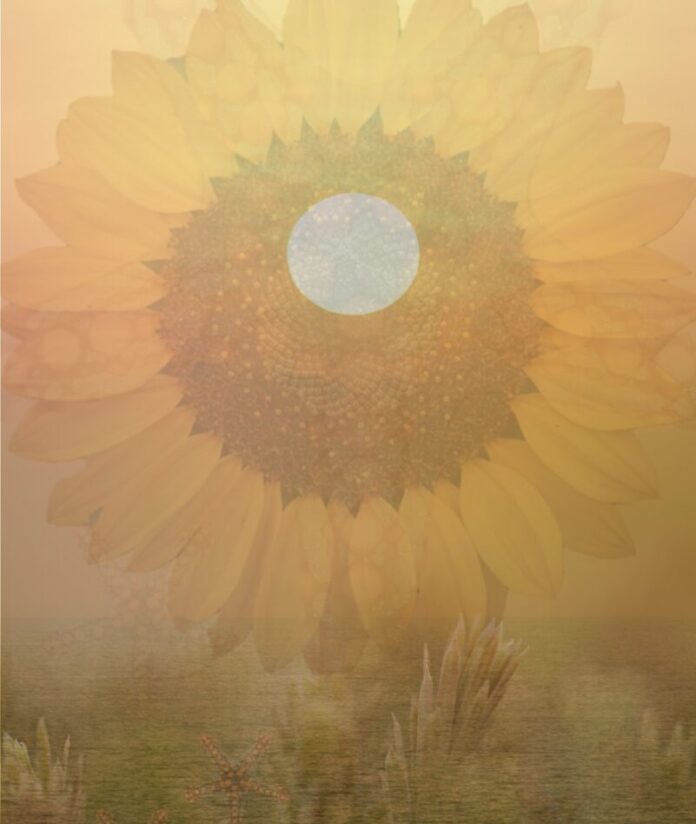 An image of a sunflower combined with a sunset to represent the summer horoscope in August.
