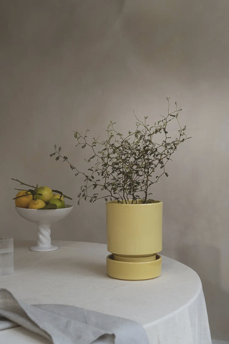 A flower pot on a sable background