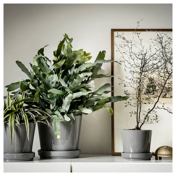 IKEA citrusfrukt, a flower pot with plants in it 