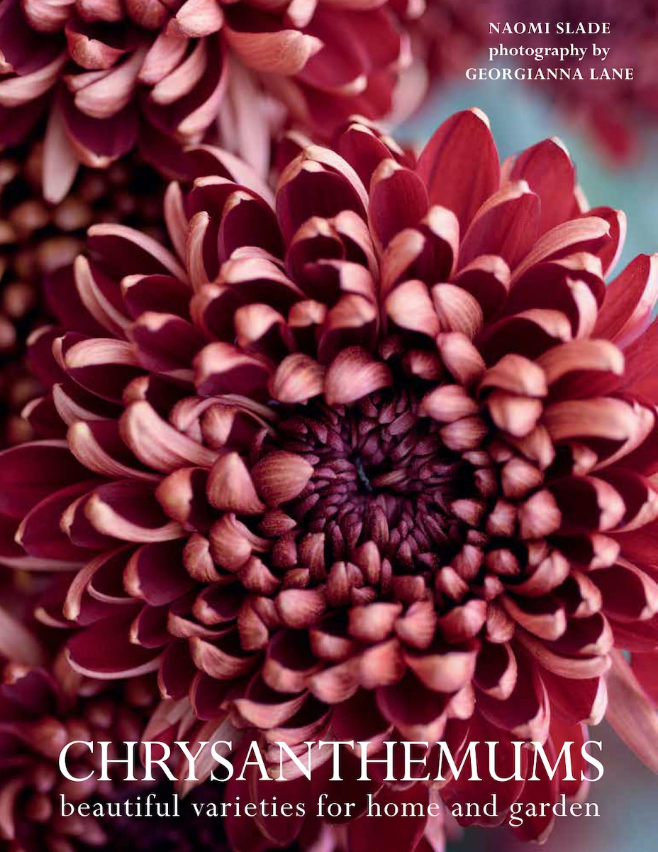 A pink chrysanthemum on the cover of a gardening book 