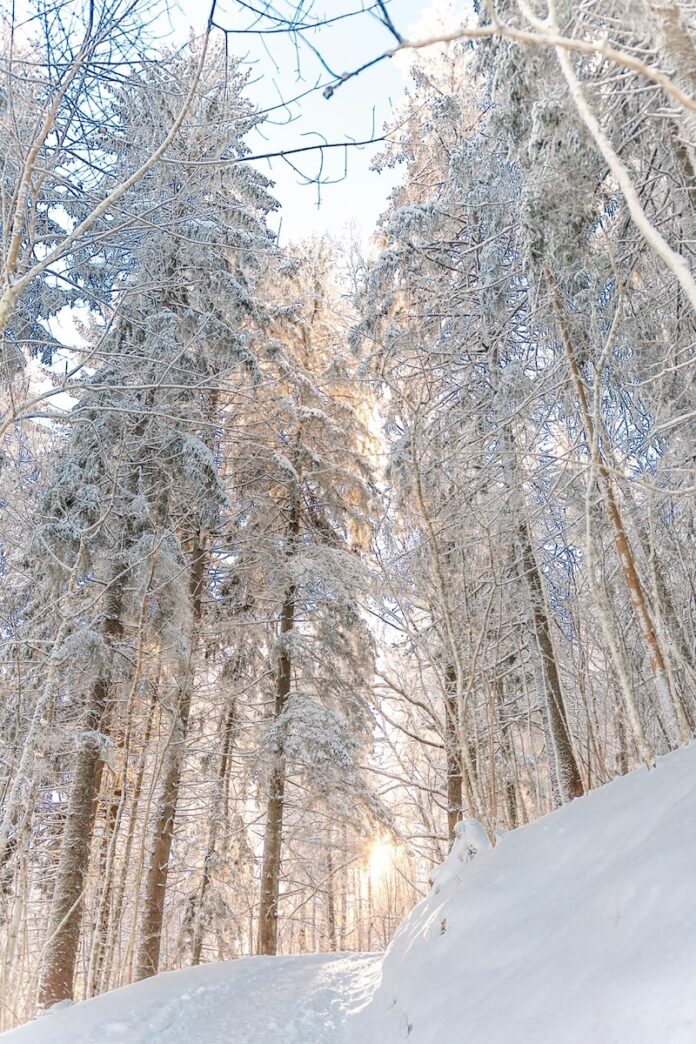 February Full Moon Horoscope TABLE Magazine A forest in the winter of February covered in snow from tree tops to the ground.