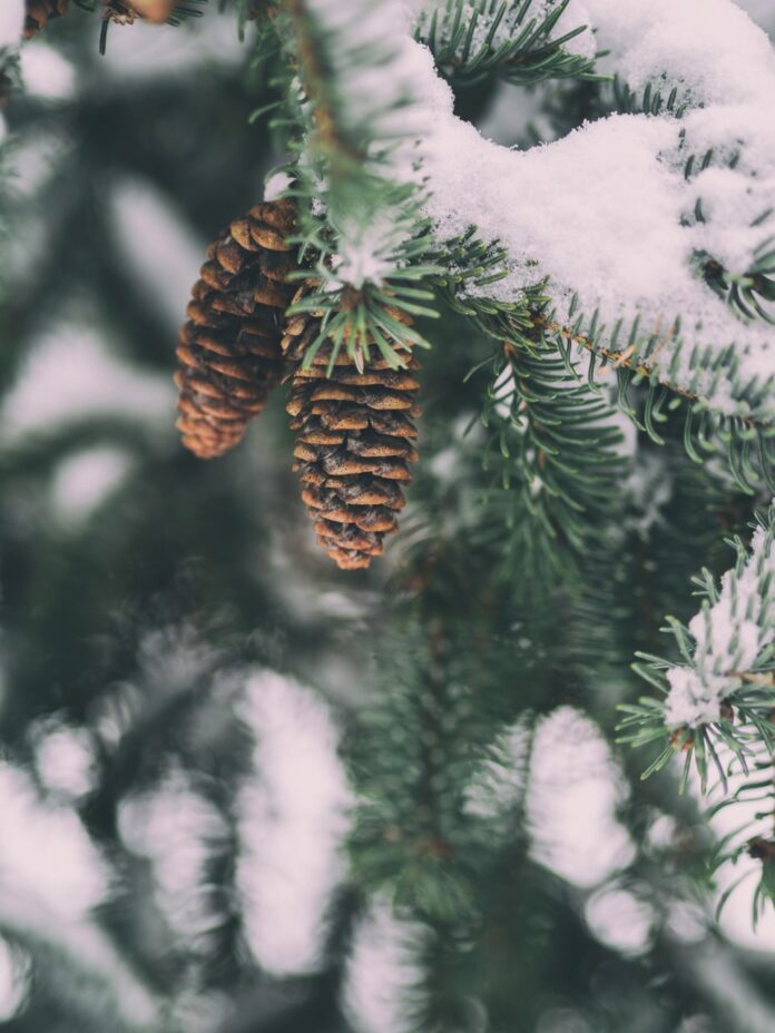 A pine tree branch covered in snow with two pinecones hanging from it presumably in January.