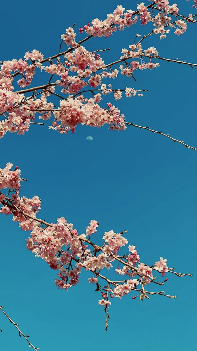 The lunar eclipse moon speaks through the branches of March buds of cherry blossoms against a blue sky.