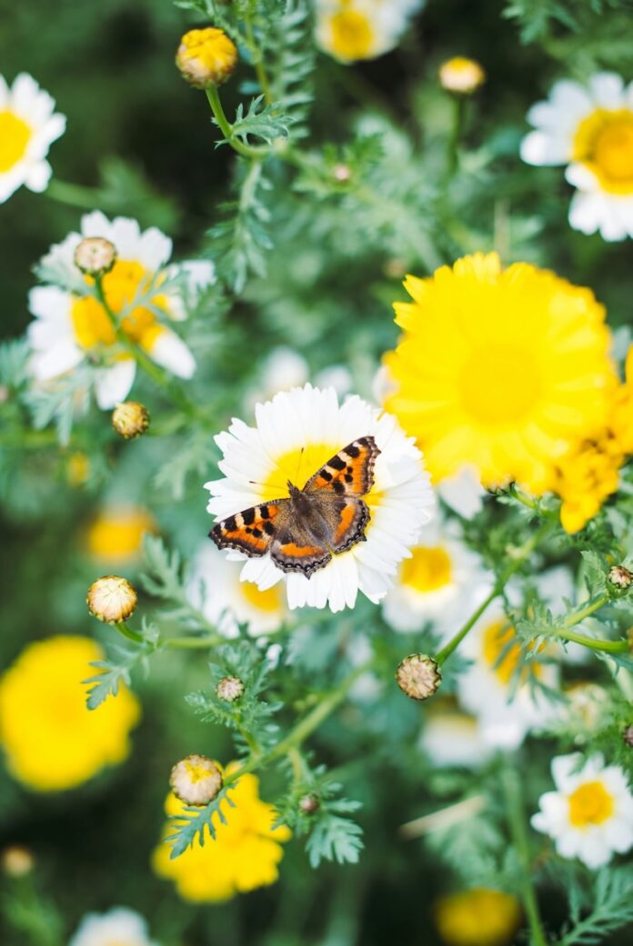 White and yellow spring flowers scatter around a field as an orange and black butterfly sits on one of the flowers.