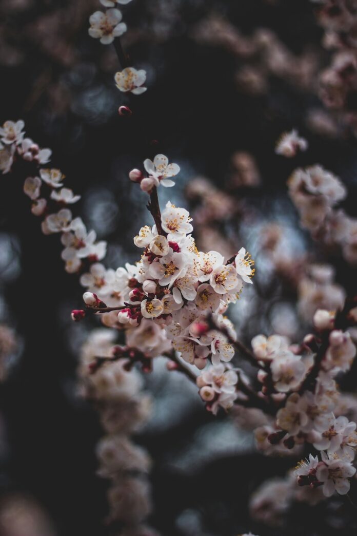 A photo of April flower blooms in white and pink coming off of a tree branch.