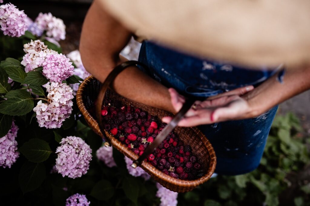A downward view of a woman in a sunhat holding a basket full of backyard raspberries.