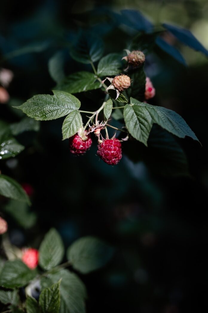 A backyard bush of raspberries ready for foraging in the sunshine.