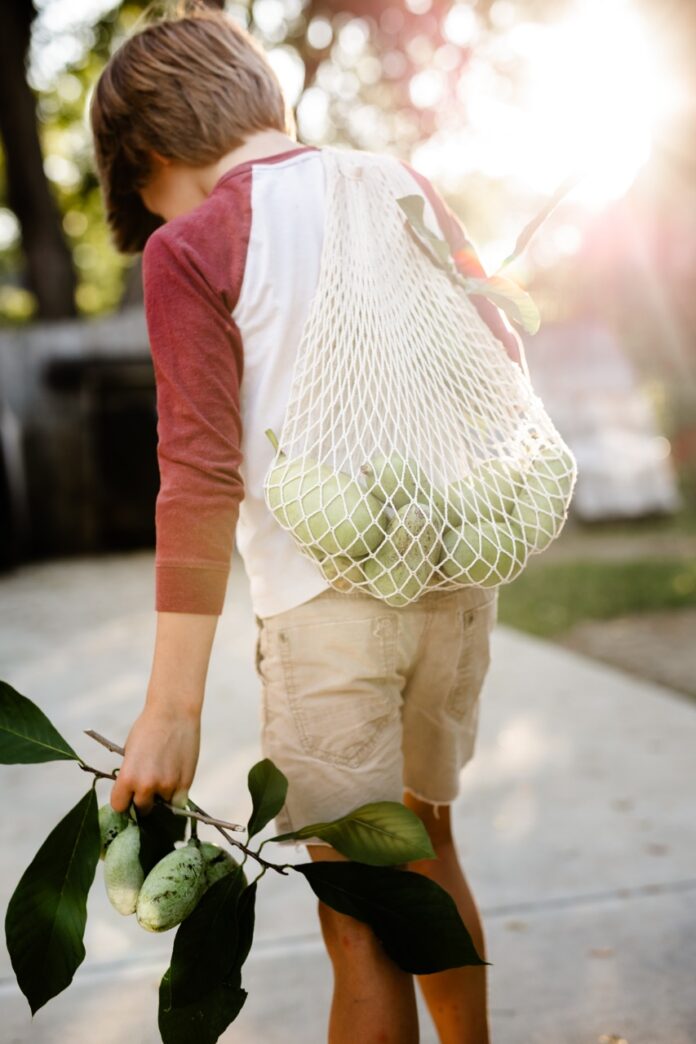 A young boy carries a net bag of pawpaw fruits from foraging over his shoulder and one of the fruits in his other hand.