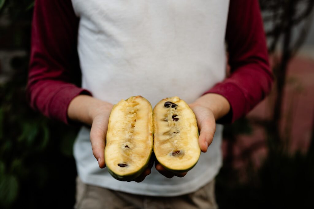 A boy holds a broken in half pawpaw fruit in his hands.