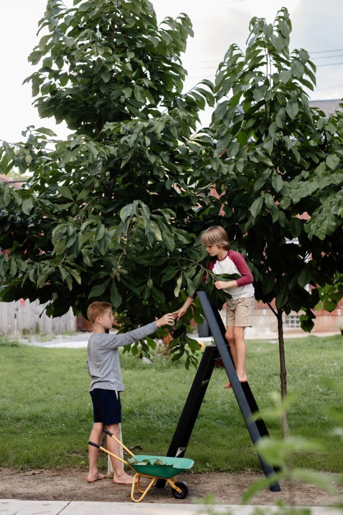 Two boys use a ladder for foraging pawpaw fruits from a free.